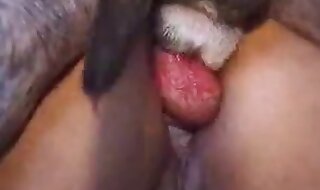 dog sex