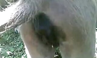 penis