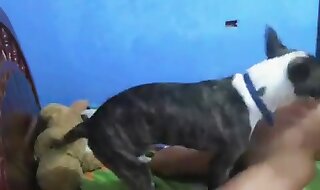 vids