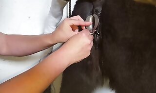 porno horse