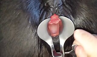 animal sex