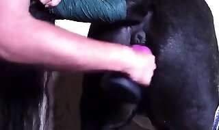 zoo porn