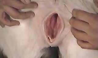 free zoo porno