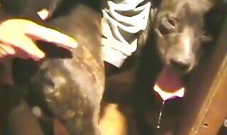 dog sex