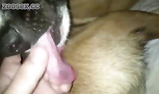 dog sex
