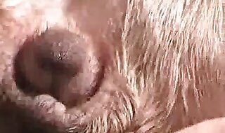 animal sex