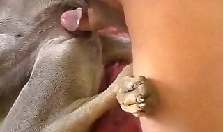 animal fuck