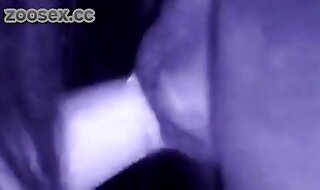 animal sex