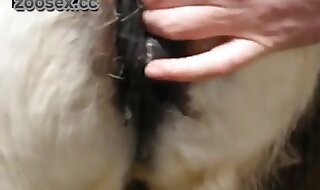 dog sex