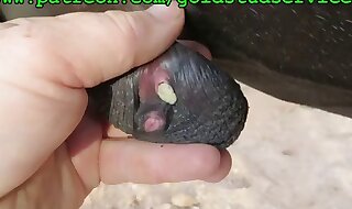 masturbated
