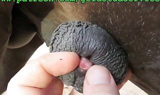 masturbated