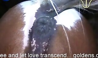 zoo porn