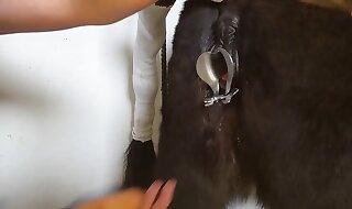 animal fuck