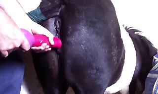 animal sex