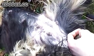 doggy
