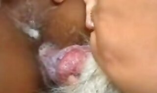 animal video