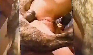 animal video