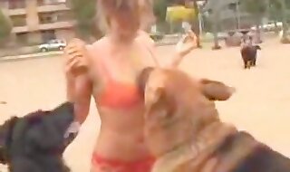 animal video