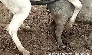 AnimalPorn.Website