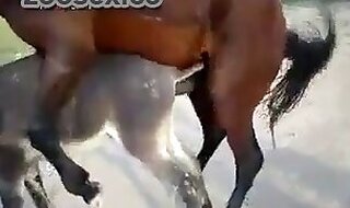 Dog Fuck Girl