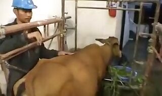 ZOO Porn and Animal sex video