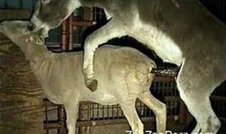 ZooZooPorn